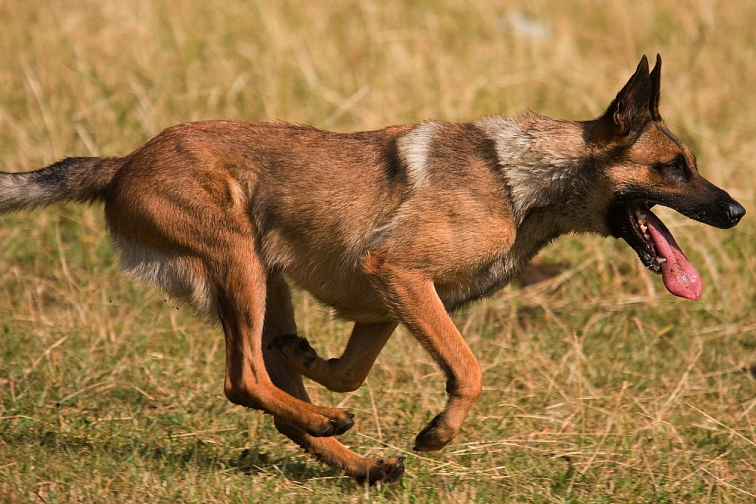 ADYPO MoVit Collagen - kosti a kĺby s kolagénom