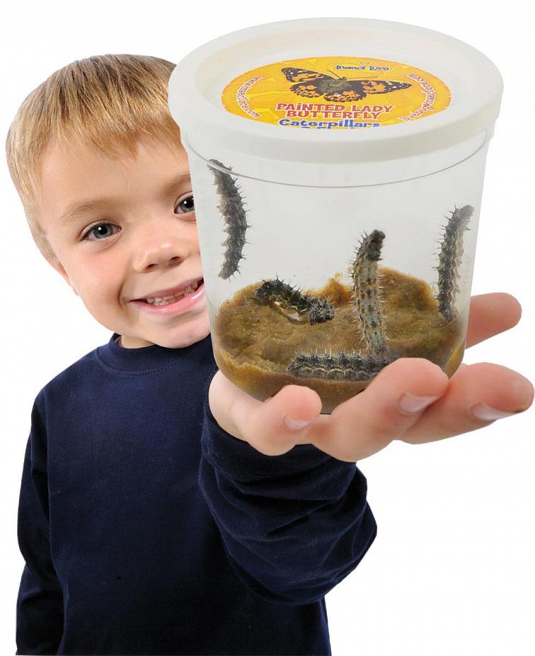 Motýlí Farma (5 housenek)