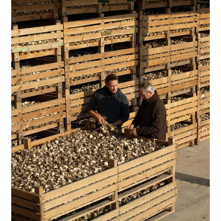 BIO česnek z Rakouska mletý 80g