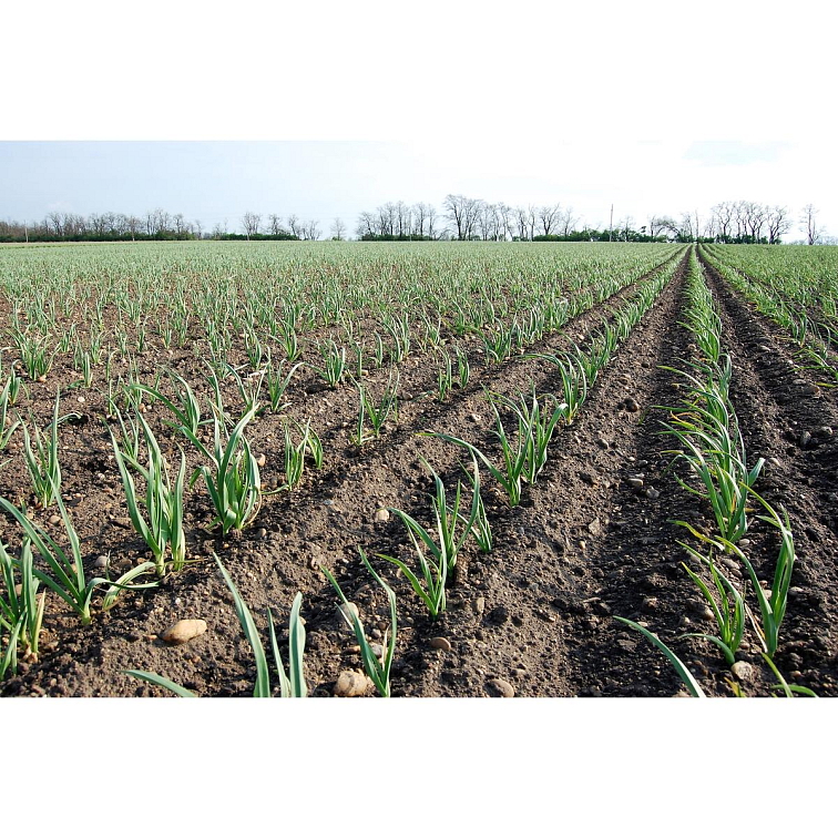 BIO česnek z Rakouska mletý 80g