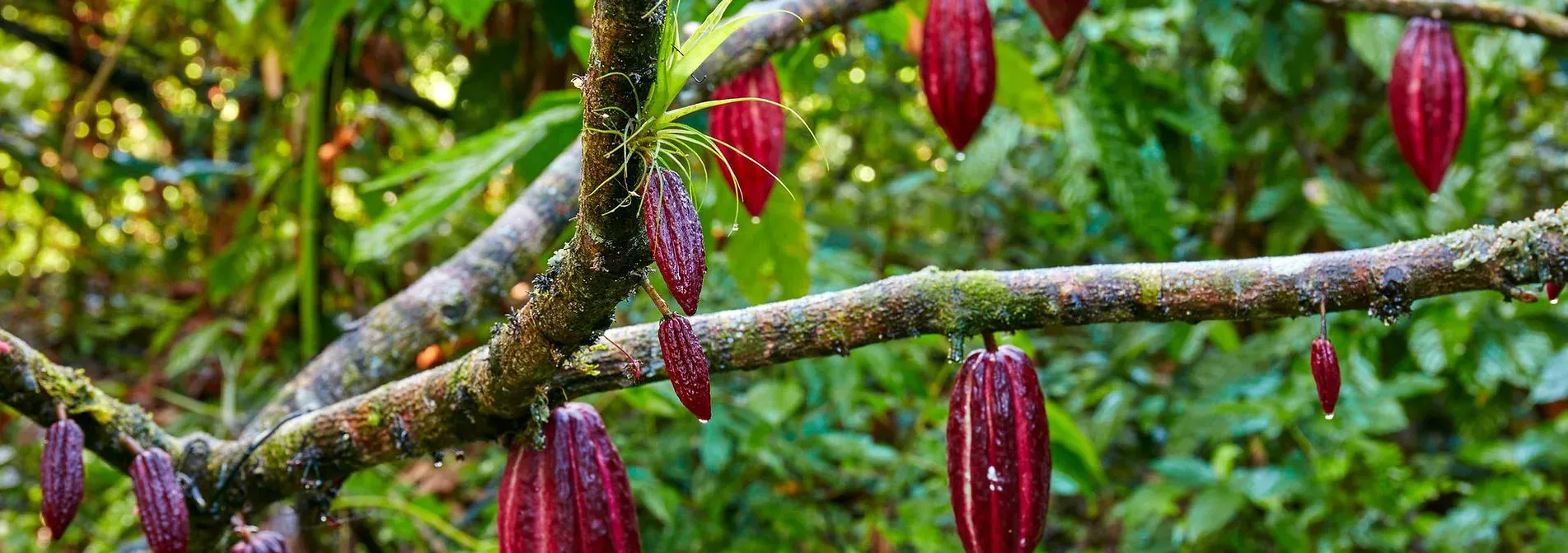 WAT Chocolate čokoláda z Kambodže 70% Kampot Pepper 70g
