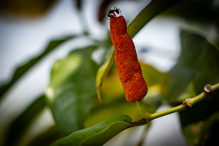 Večern&iacute; prol&eacute;tnut&iacute; Kambodžou s degustac&iacute; Kampotsk&eacute;ho pepře a kořen&iacute; 5.6.2024 17h (GrilCentrum WEBER Harfa, Ocel&aacute;řsk&aacute; 3, Praha)