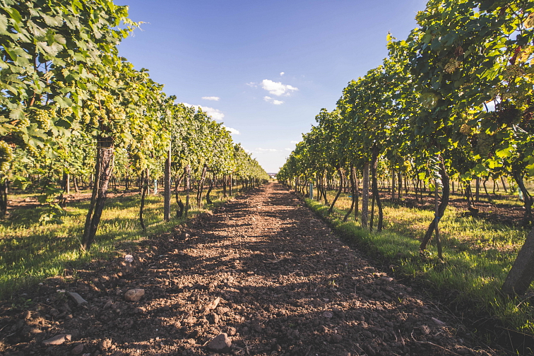 Cabernet Sauvignon rosé IDENTITY 2022