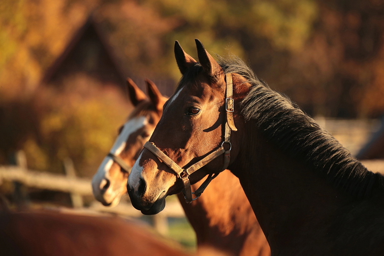 Confidence EQ 10 ks, nový název SecureHorse Flash