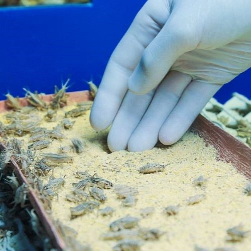 cvrcci_farma_jedly_hmyz