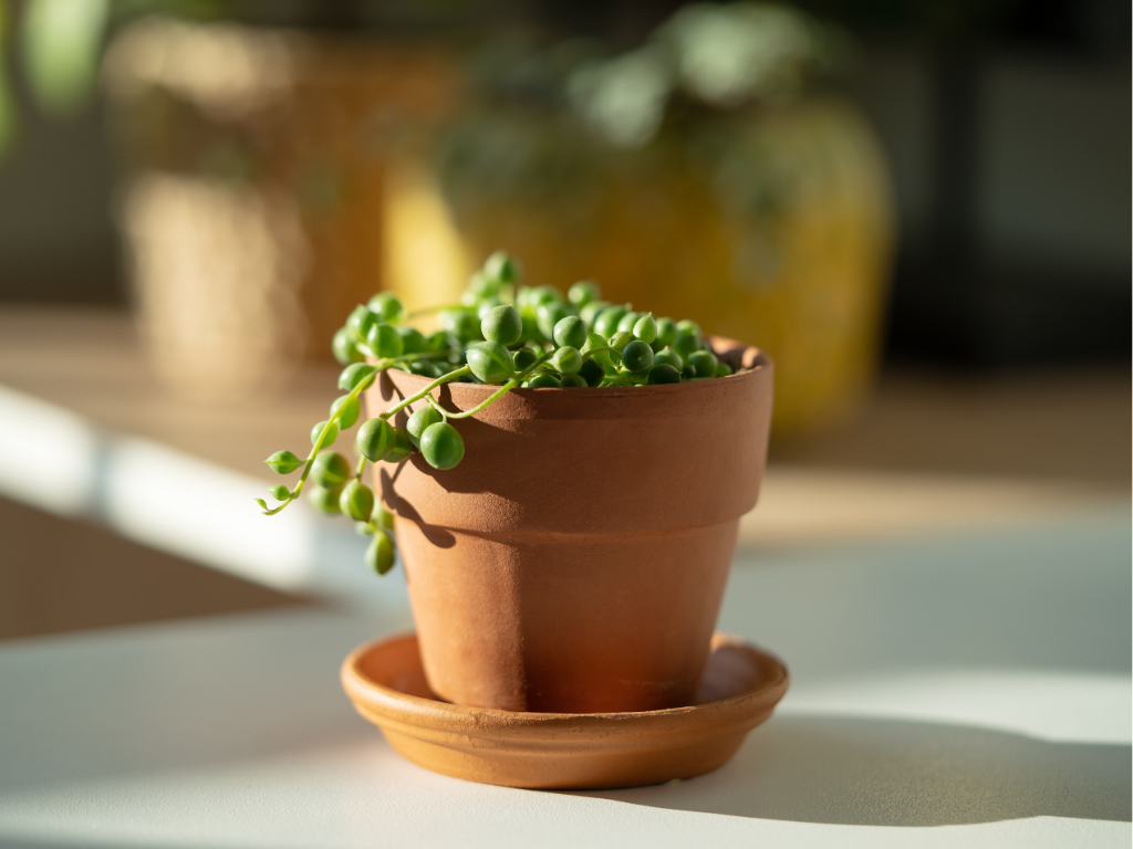 O PRODUKTECH - Senecio – nenáročný sukulent do každého bytu