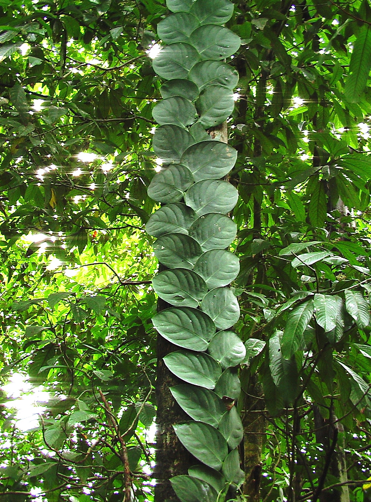 Rhaphidophora Korthalsii, průměr 14 cm