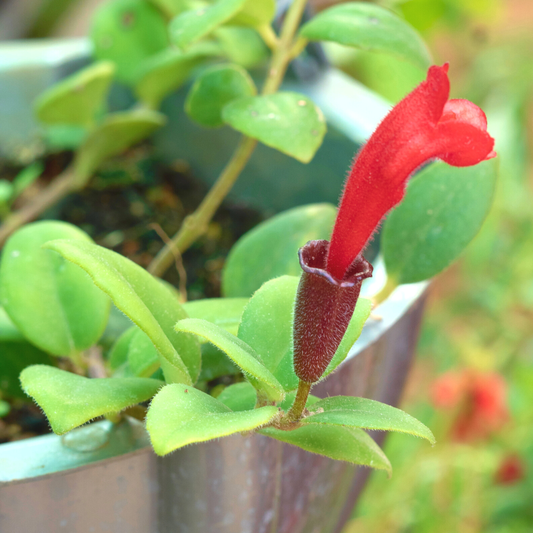 Aeschynanthus Rasta - závěs, průměr 15 cm
