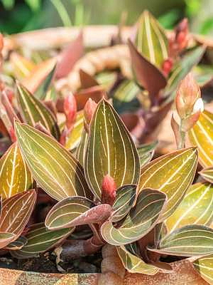 Ludisia discolor, průměr 12 cm