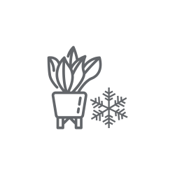 BLOG - Jak pečovat o rostliny v zimě