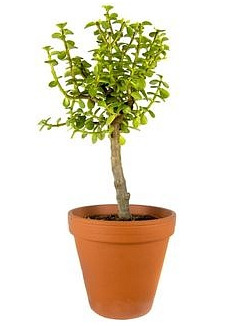 Portulacaria Afra variegata, průměr 8,5 cm