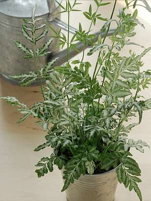 Pteris cretica Albolineata, průměr 12 cm