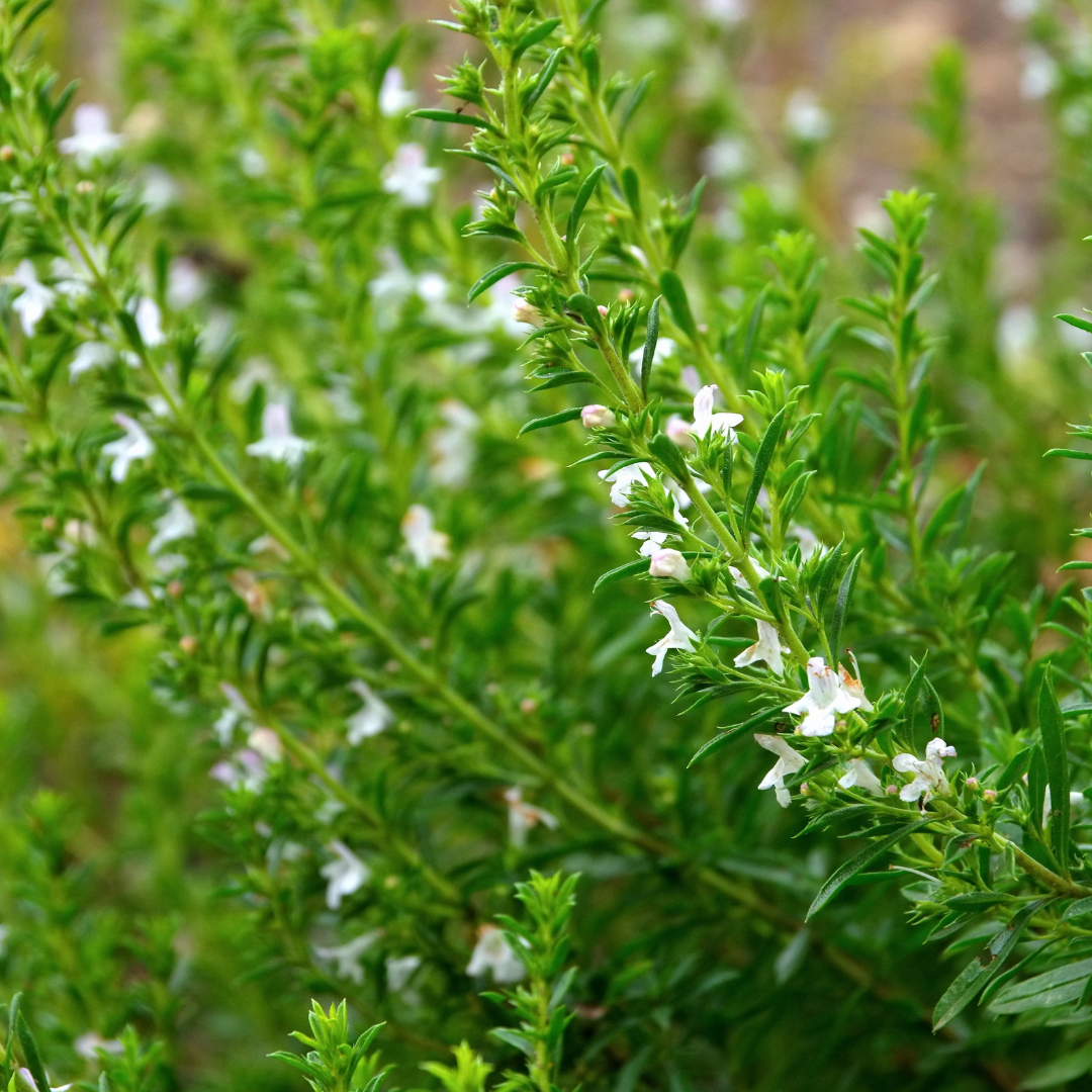 Saturejka horská, průměr 12 cm