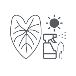 O PRODUKTECH - Rozcestník - caladium