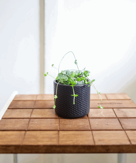 Blog - Trendy roku 2024