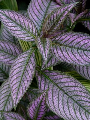 Strobilanthes Dyeriana, průměr 13 cm