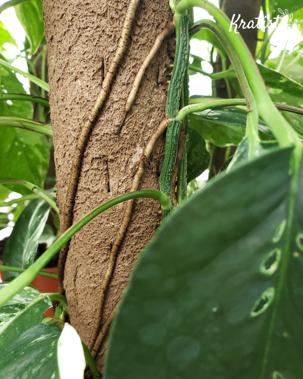 Kompostovatelná vzpěra k rostlinám, výška 50 cm, průměr 3,2 cm