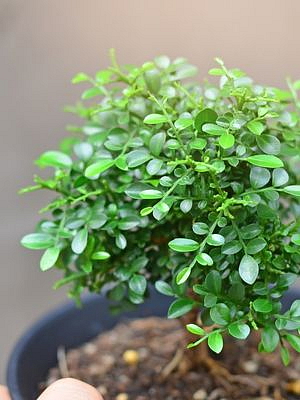 Murraya Paniculata, průměr 9 cm