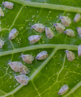 BLOG - Škůdci pokojových rostlin