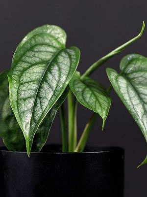 Monstera Siltepecana, průměr 12 cm