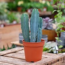 Myrtillocactus geometrizans, průměr 28 cm