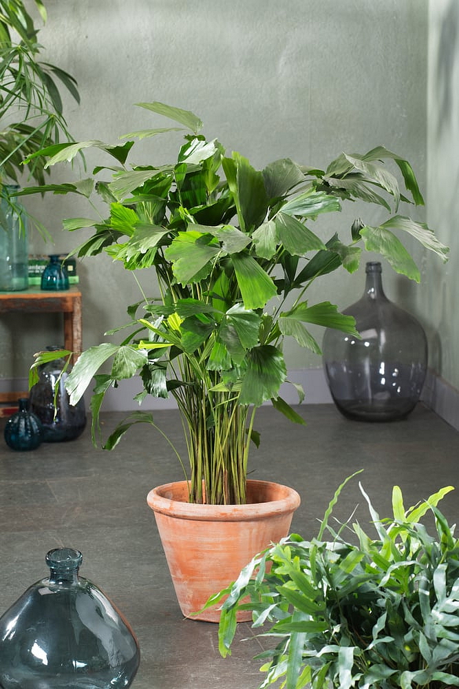 Caryota mitis - výška 135 cm, průměr 27 cm