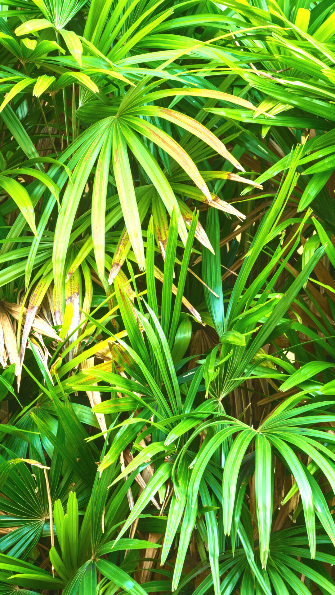 Rhapis excelsa, průměr 33 cm