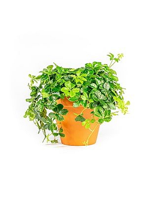 Parthenocissus striata, průměr 19 cm