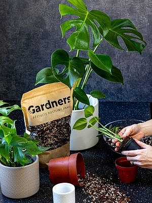 Set Monstera deliciosa a substrát, L