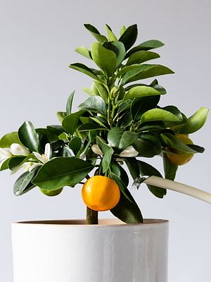 Citrofortunella microcarpa, průměr 14 cm