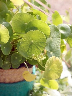Centella asiatica, průměr 12 cm