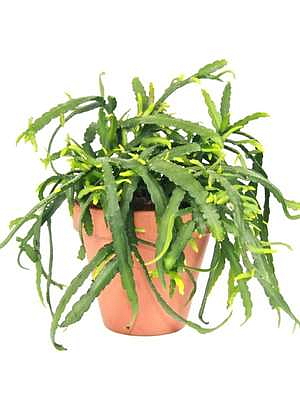 Lepismium bolivianum - závěs, průměr 21 cm