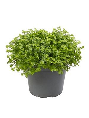 Selaginella Apoda, průměr 6 cm