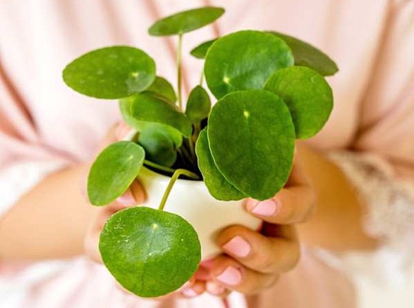  POPIS KATEGORIE - Tip na zelený dárek