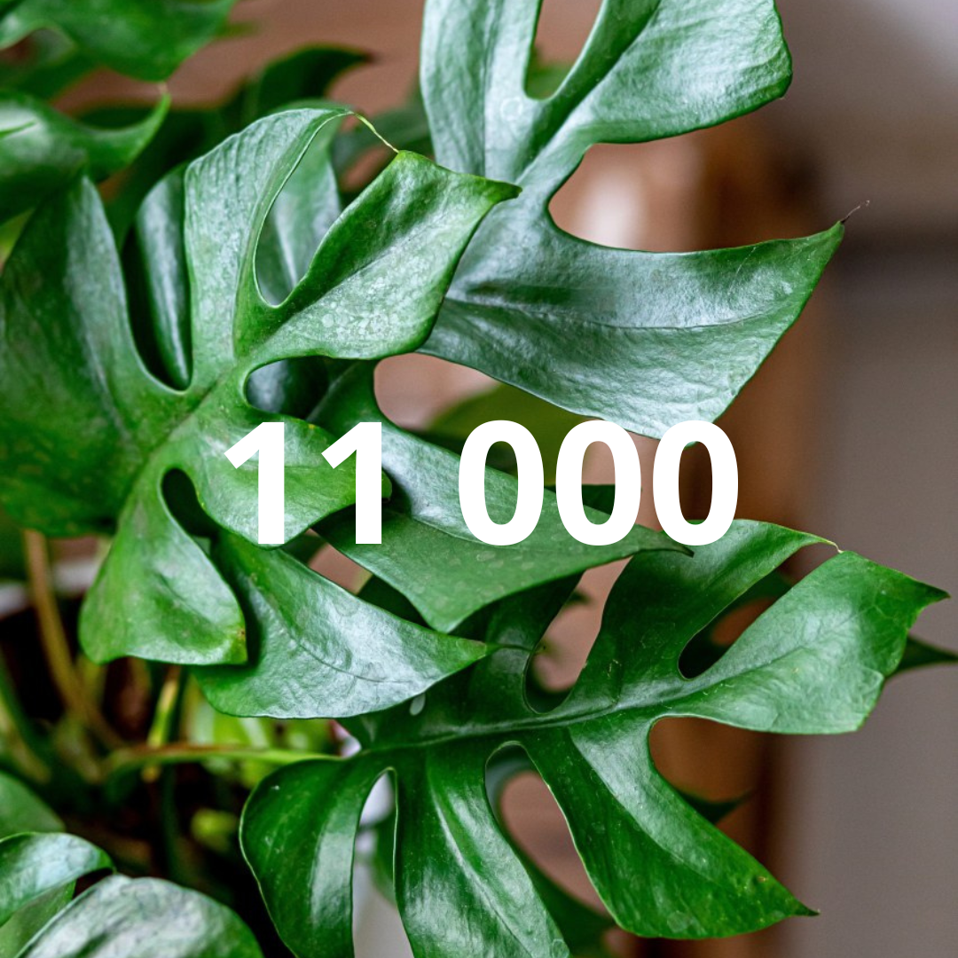 BLOG - 5. výročí prodejny Gardners
