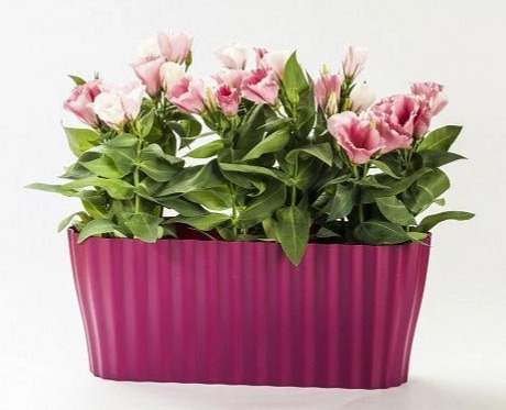 Truhlík TRIOLA fialová