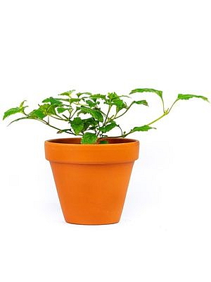 Lippia Dulcis, průměr 9 cm