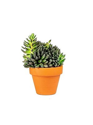 Sinocrassula yunnanensis, průměr 6 cm