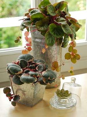 Saxifraga stolonifera Tricolor, průměr 6 cm