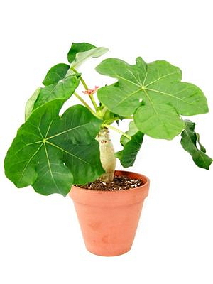 Jatropha podagrica, průměr 13 cm