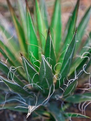 Agave stricta, průměr 21 cm