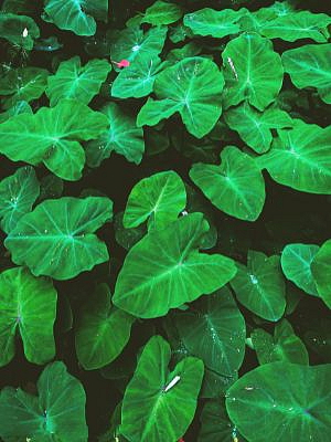 Colocasia Black Magic - hlíza