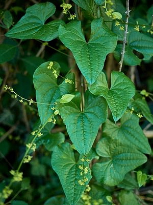 Dioscorea Elephantipes, průměr 8,5 cm