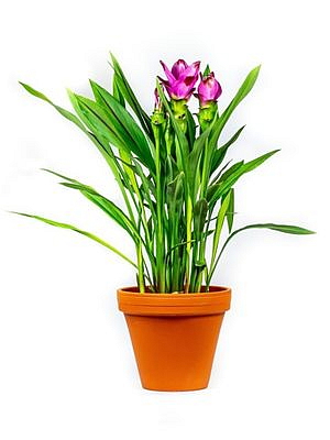 Curcuma Alismatifolia Siam Splash, průměr 15-17 cm