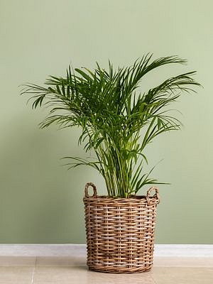 Chrysalidocarpus, průměr 12 cm