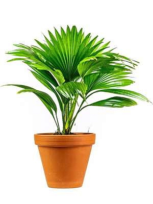 Livistonia rotundifolia, průměr 17 cm