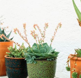 O PRODUKTECH - Aloe