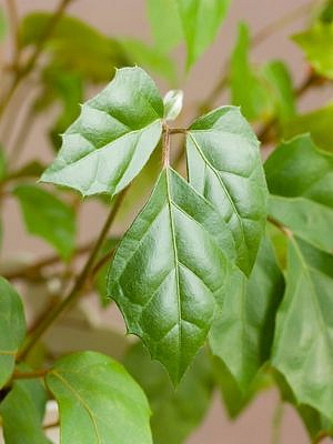Cissus Ellen Danica - závěs, průměr 17-19 cm