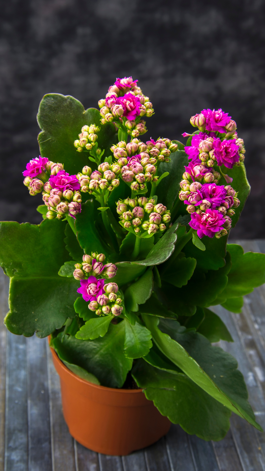 Kalanchoe thyrsiflora Variagata, průměr 15 cm