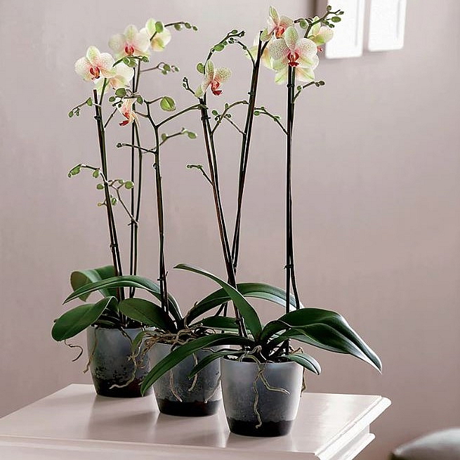 Obal Brussels Orchid 12,5 cm, čirá